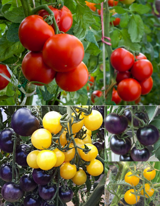 Сорта томатов для краснодарского края открытый грунт: топ лучших