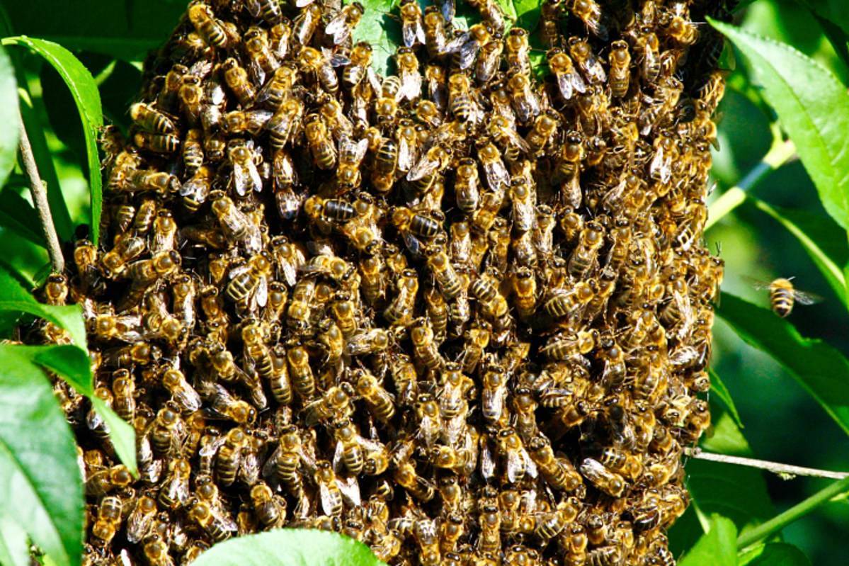 Пчелы-убийцы появились в результате ужасной ошибки эксперимента ученых
