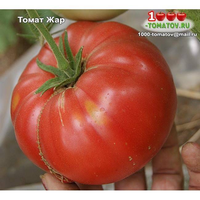 Томат южный загар: характеристика и описание сорта, урожайность отзывы и фото 