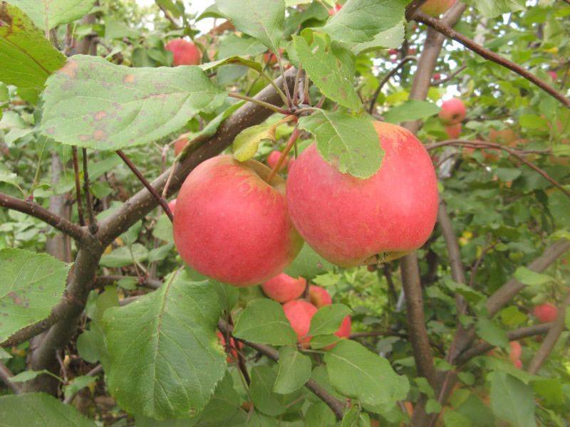 Описание яблони башкирский красавец фото и описание сорта фото