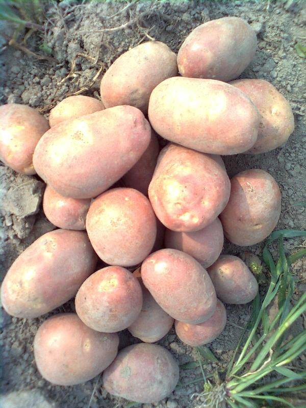 Картофель беллароза: характеристика сорта, описание сорта, отзывы и фото