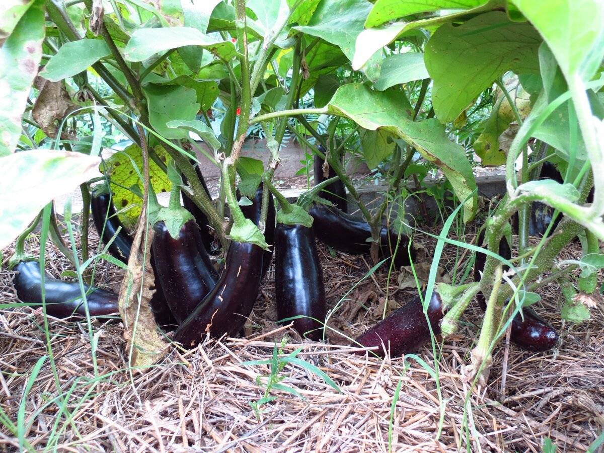 Баклажаны: выращивание и уход в теплице из поликарбоната от посадки рассады до сбора урожая