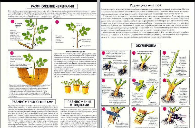 Персик: как посадить и вырастить здоровое дерево