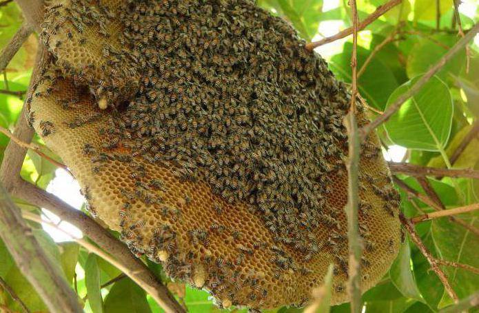 Пчела — это животное или насекомое? медоносная пчела: домашнее или дикое животное, насекомое?