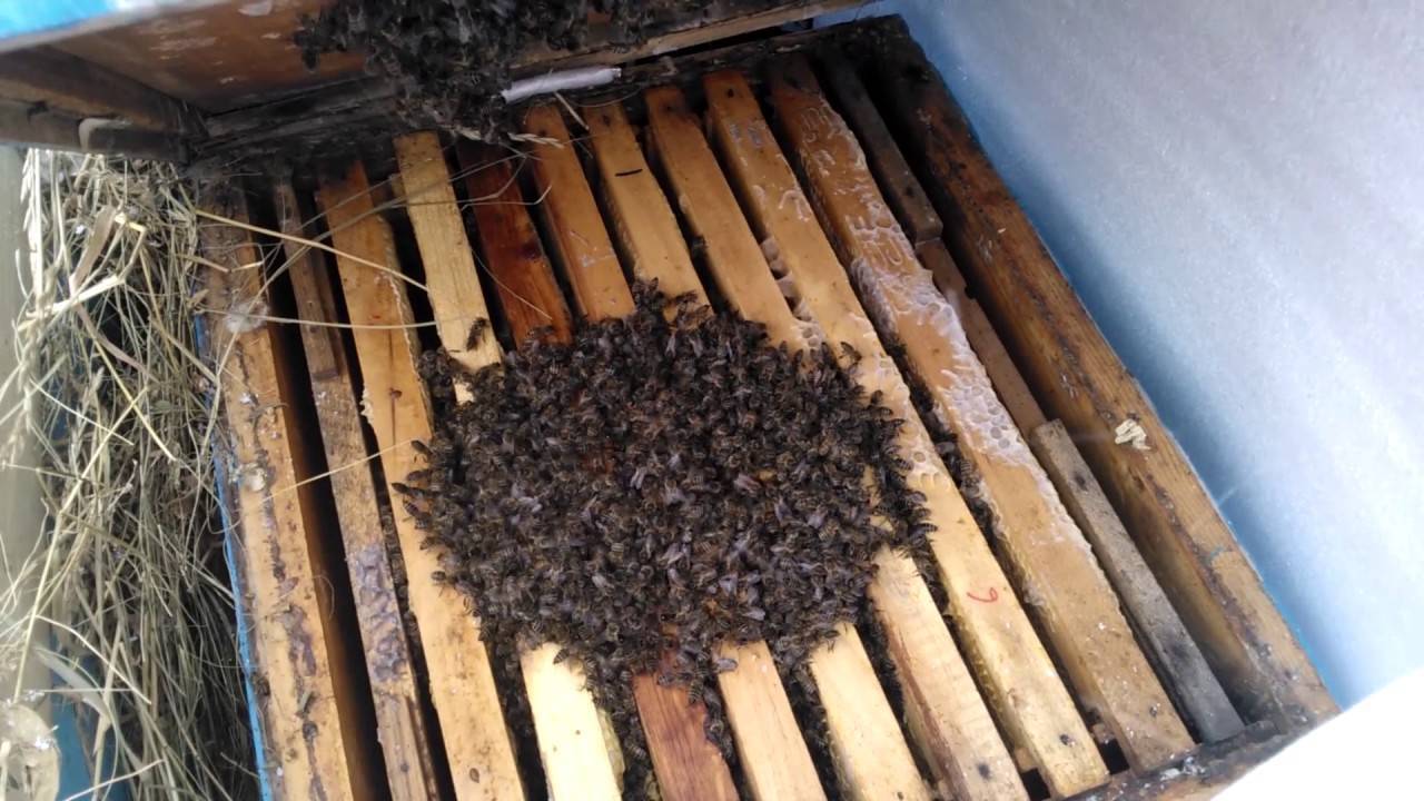 Как кормить пчёл зимой мёдом: специфика зимнего кормления