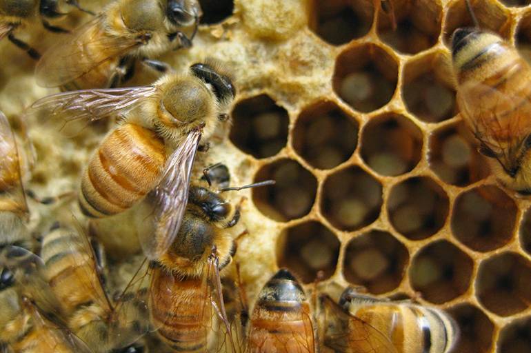 Инфекционные болезни пчел. основные признаки