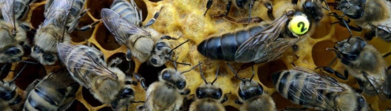 Порода пчел карника и их характеристики: поведение пчеломаток и описание представителей подвидов – med-pochtoi.ru