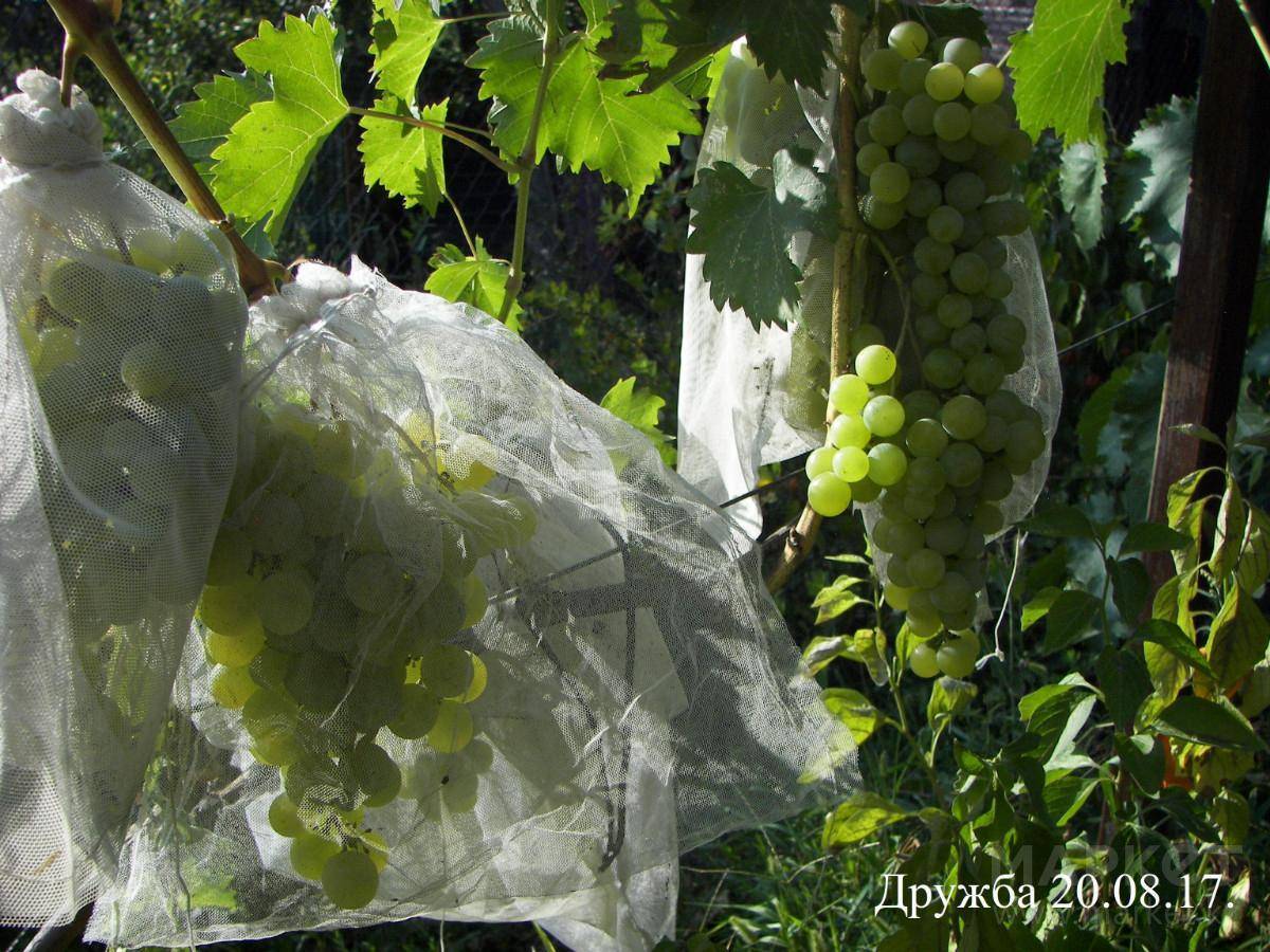 Как спасти виноград от ос. способы борьбы с осами