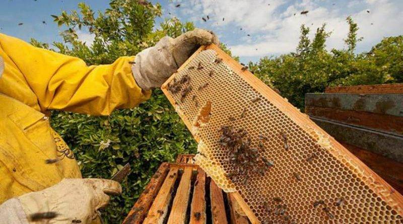 Пчелы осенью: слет, обработка, лечение, подробные инструкции