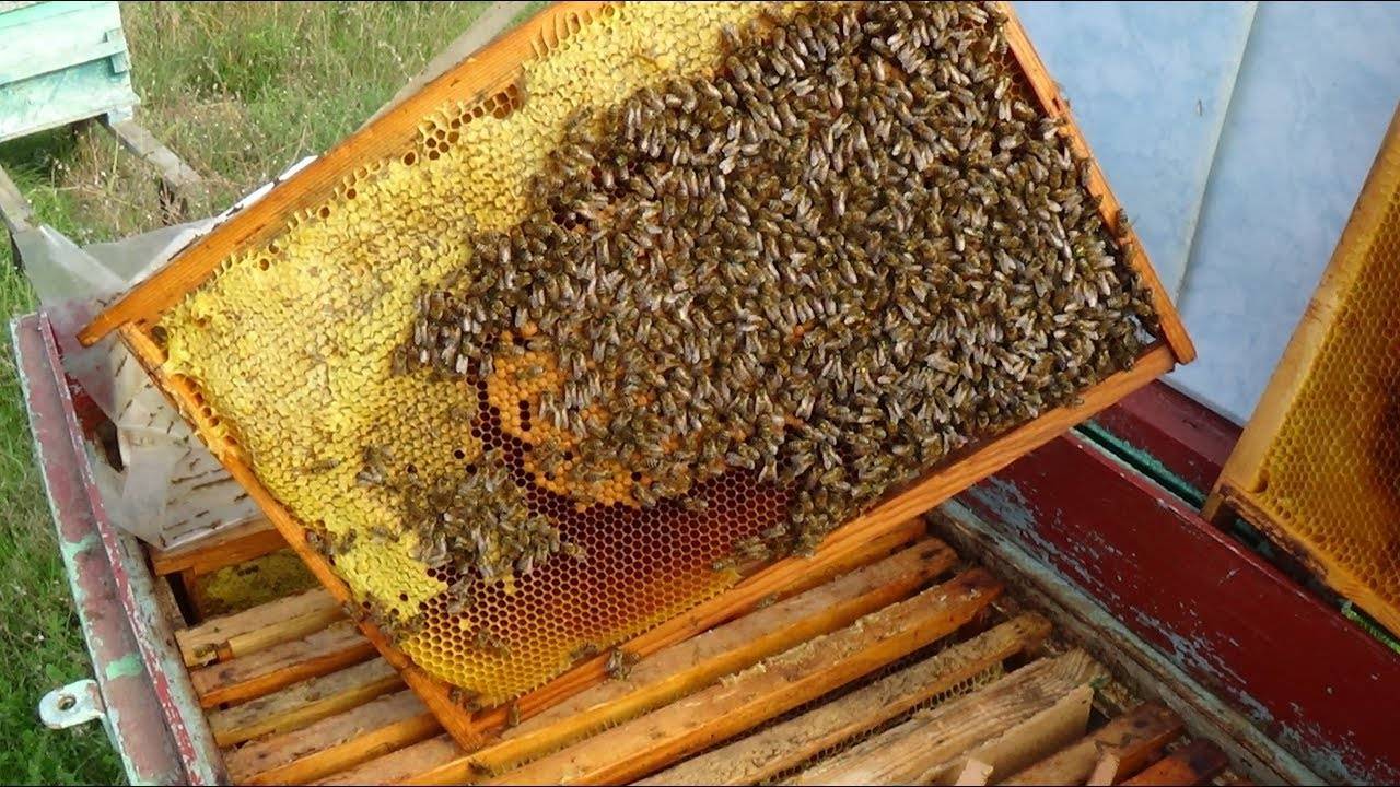 Кочевое пчеловодство: выбор места и другие особенности,преимущества и недостатки этого метода