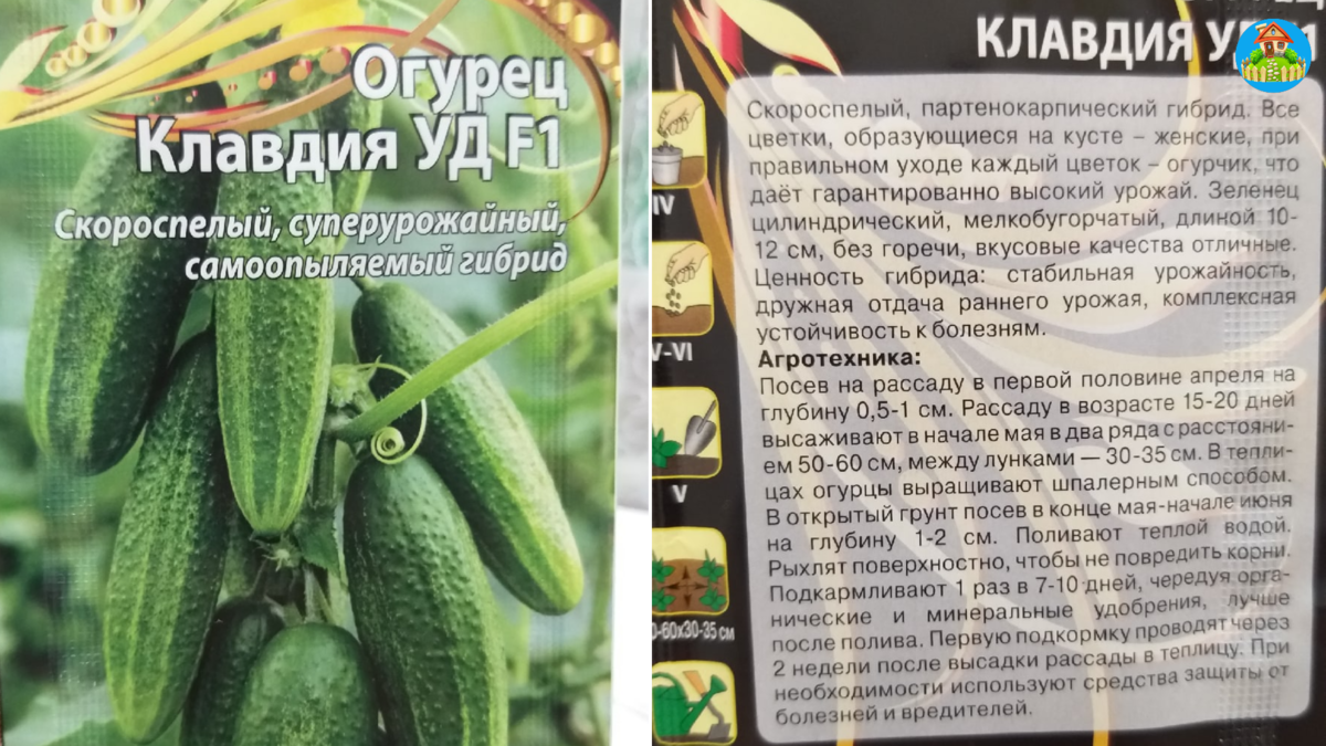 Огурец клавдия: отзывы, фото, описание и урожайность сорта