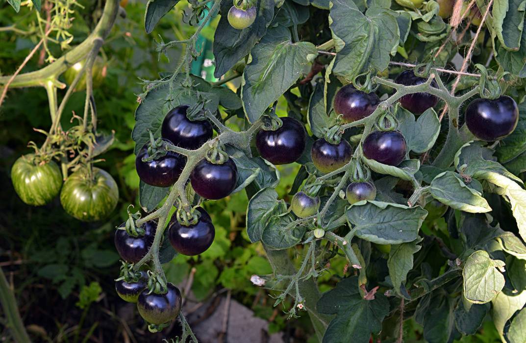 Лучшие сорта черных помидоров с фото и описанием