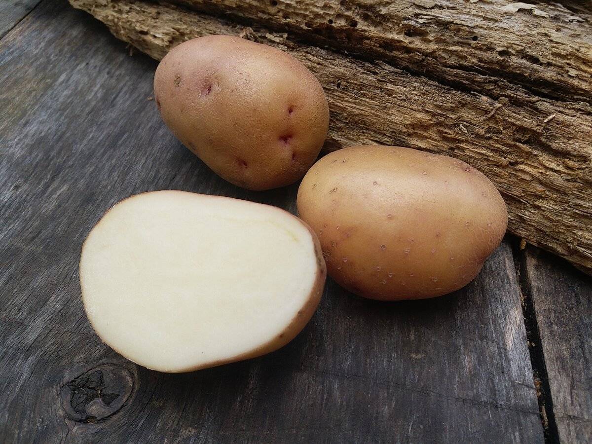 Картофель жуковский ранний: описание сорта, фото, отзывы