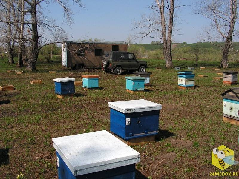 Кочевое пчеловодство: выбор места и другие особенности,преимущества и недостатки этого метода