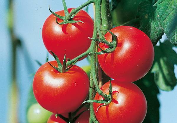 Кистевые томаты для теплиц | огородник