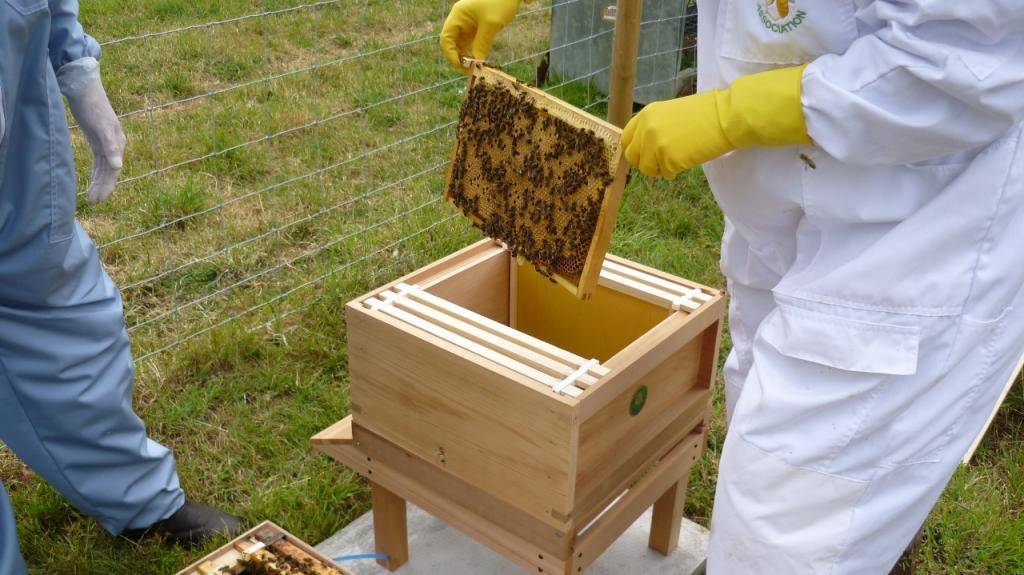 Пчеловодство для начинающих, советы будущим пчеловодам и ошибки новичков