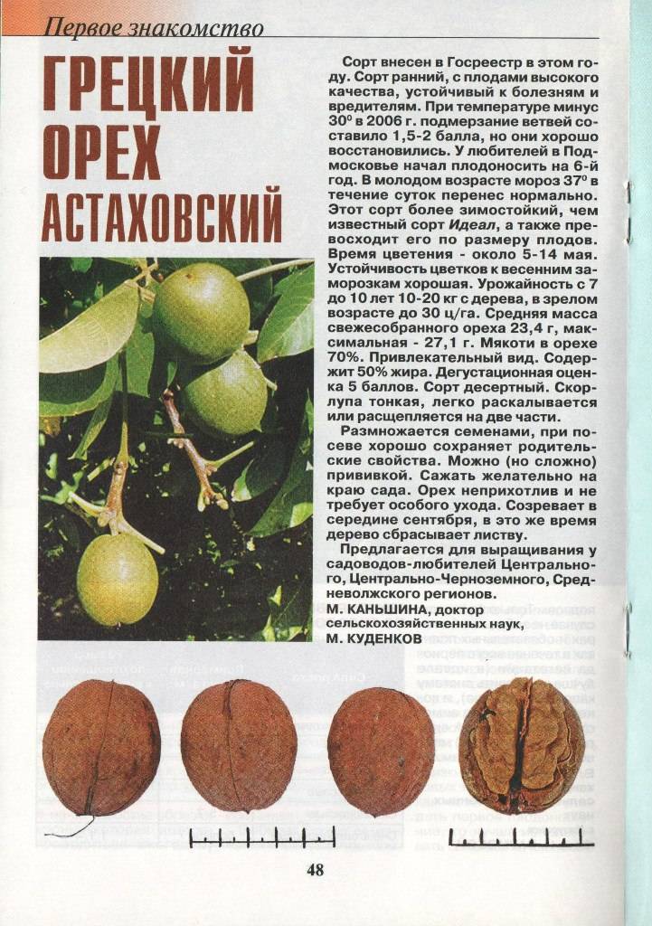 Сорт грецкого ореха идеал: фото и описание