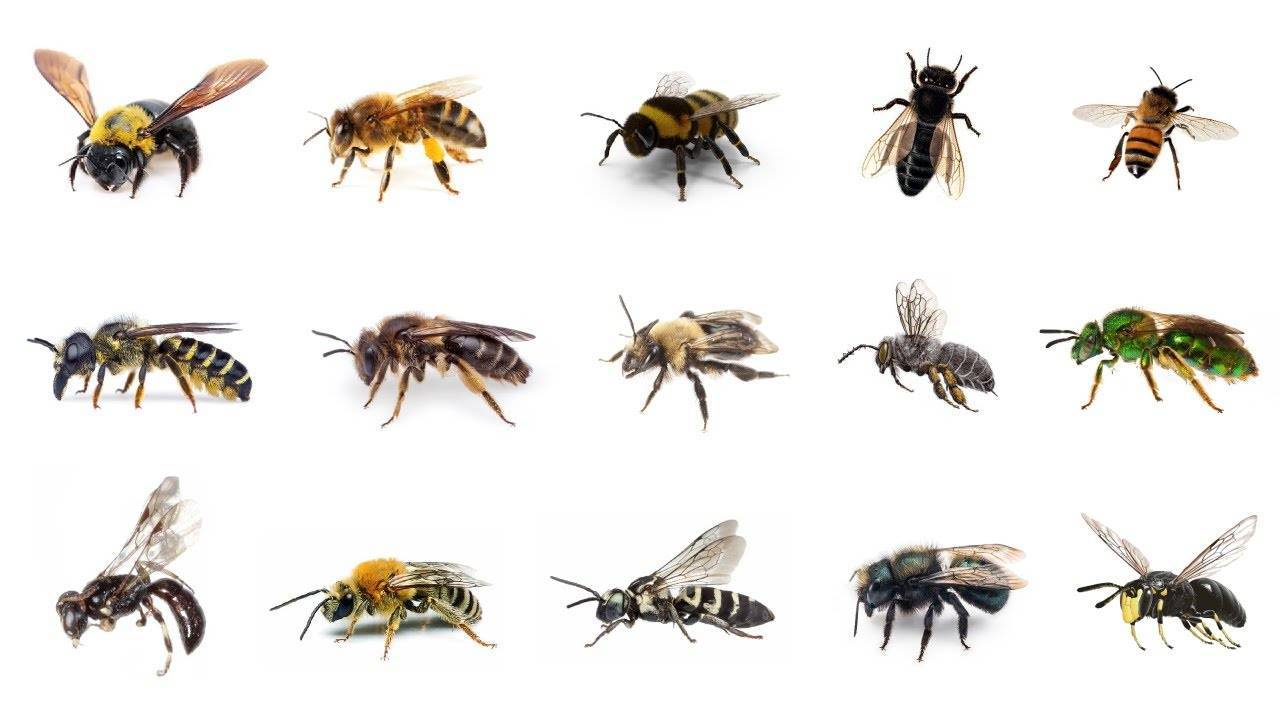 Породы пчел с названиями и фото: черная, среднерусская, земляная и другие виды с описанием
