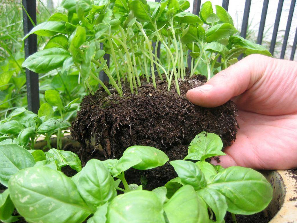 Базилик: выращивание из семян, особенности посадки и уход :: syl.ru