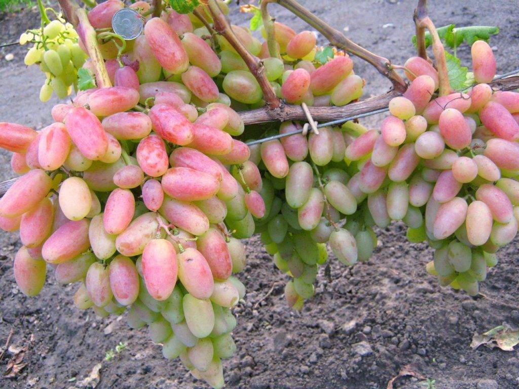 Виноград юбилей новочеркасска: особенности сорта и тонкости выращивания
