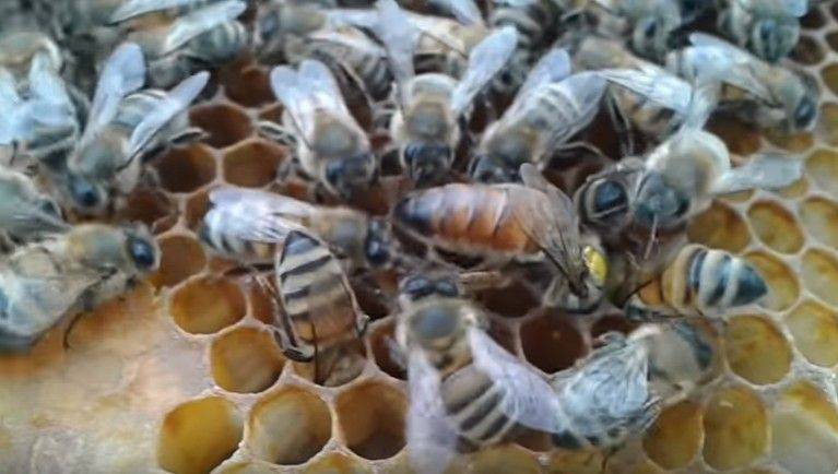 ᐉ итальянская порода пчёл: характеристика и особенности содержания - zookovcheg.ru