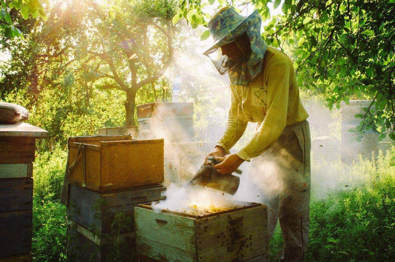 Как нужно ухаживать за пчелами: уход для начинающих, метод цебро в пчеловодстве