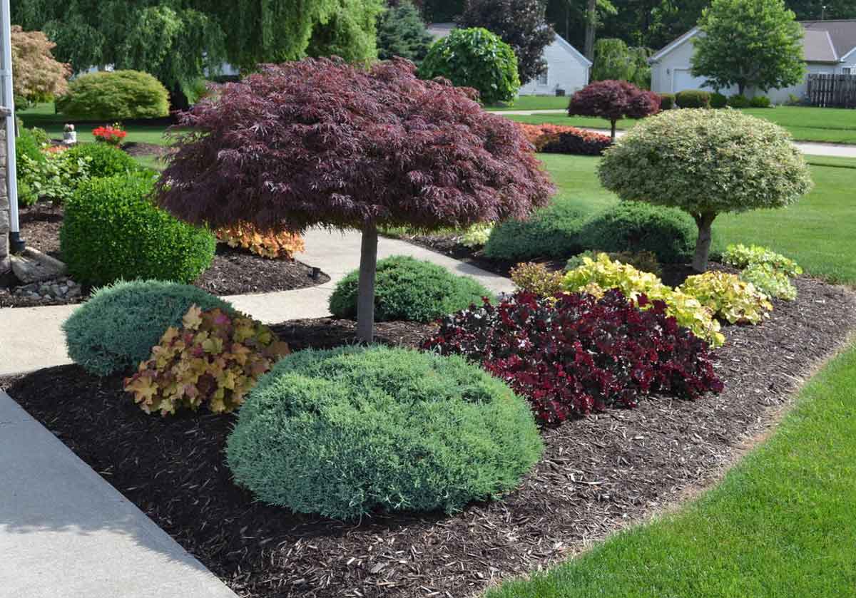 Особенности карликовых деревьев для сада и дома