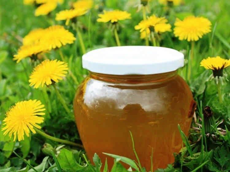Мед из одуванчиков: как приготовить с пользой для здоровья