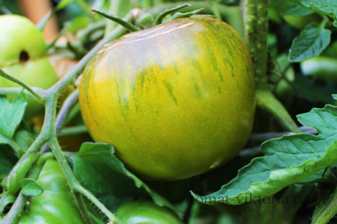 Описание томата ирландский ликер, выращивание и уход
