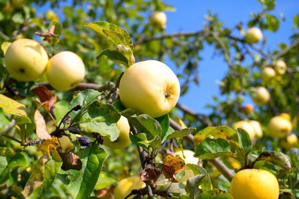 Обзор зимних сортов яблок, хранящихся до весны