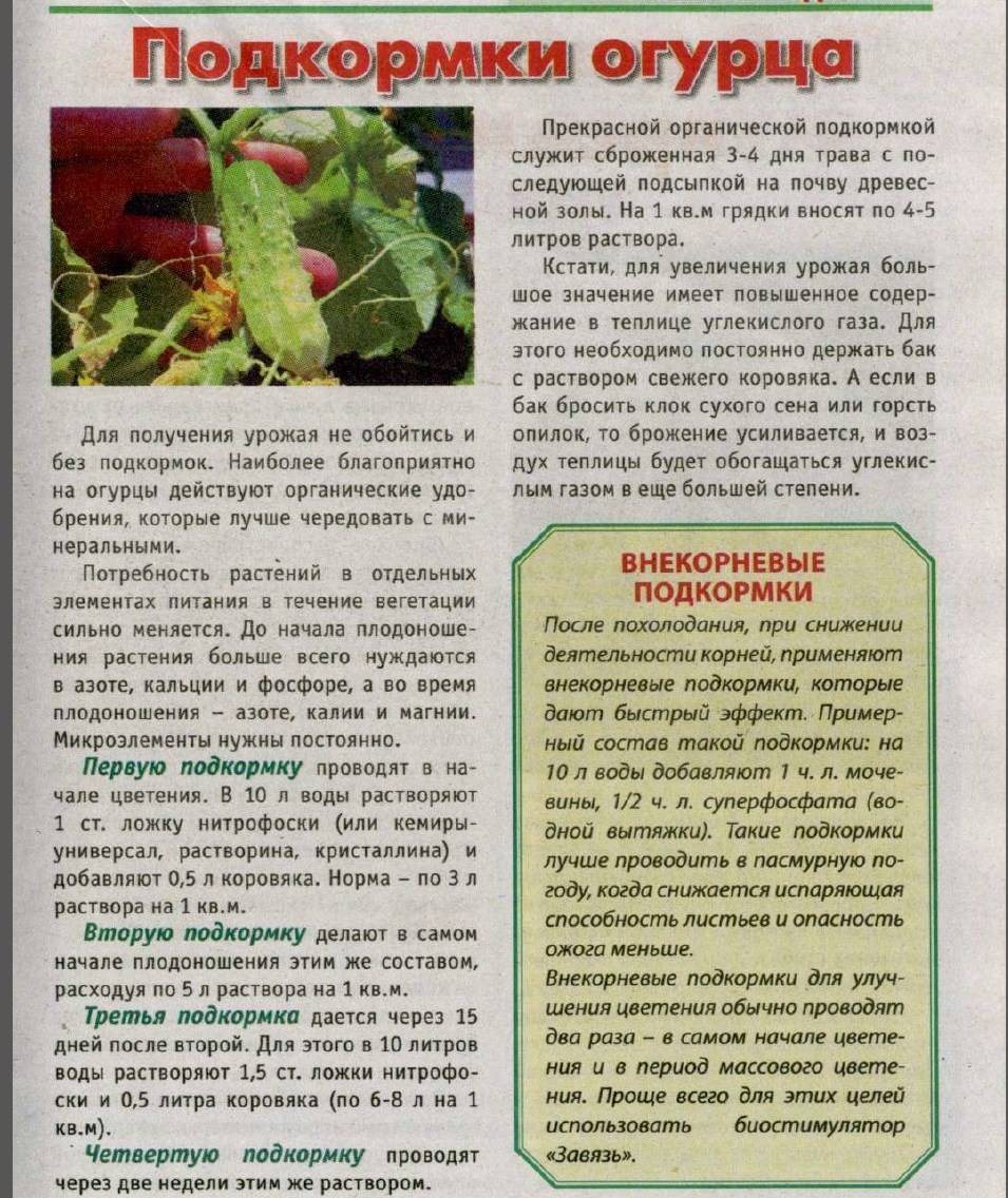 Подкормка помидоров в теплице: какие удобрения и когда использовать?