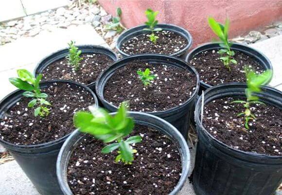 Выращивание фейхоа в домашних условиях: размножение семенами дома, выбор сорта