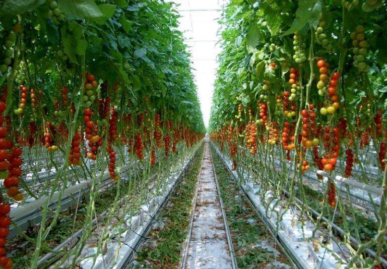 Помидоры на гидропонике: технология выращивания, лучшие сорта и удобрения