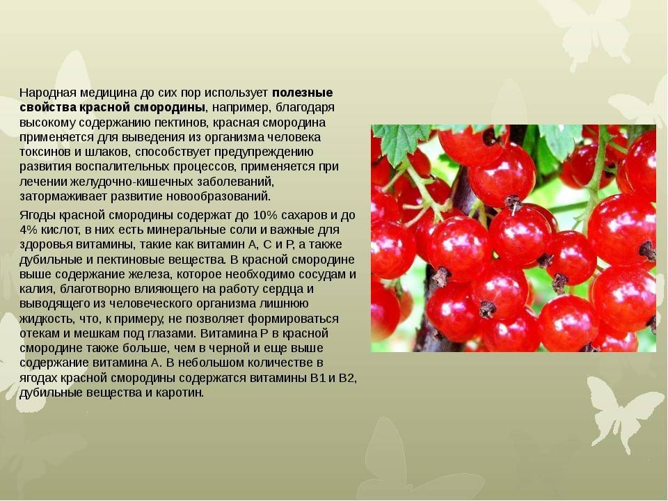9 полезных свойств красной смородины. вред продукта