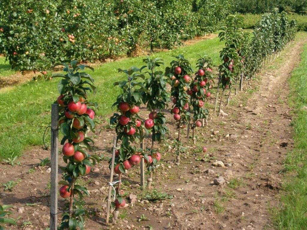 Колоновидная яблоня: посадка и уход, проблемы при выращивании