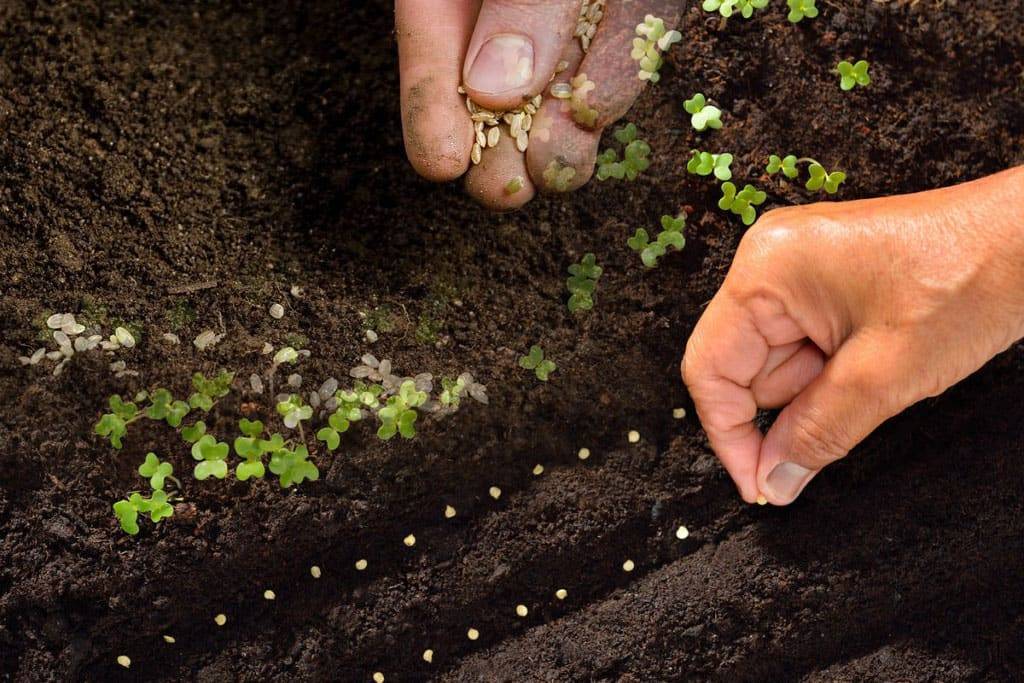 Настурция: посадка и уход, фото, когда сеять семена в грунт и на рассаду, когда пересаживать и собирать семена