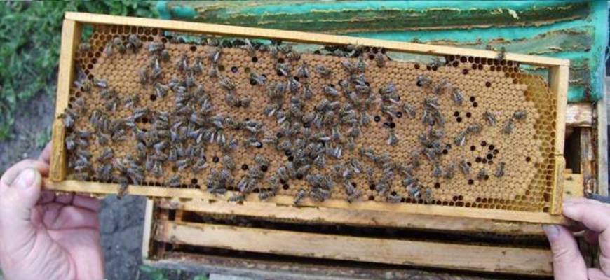 Как происходит зимовка пчел в многокорпусных ульях