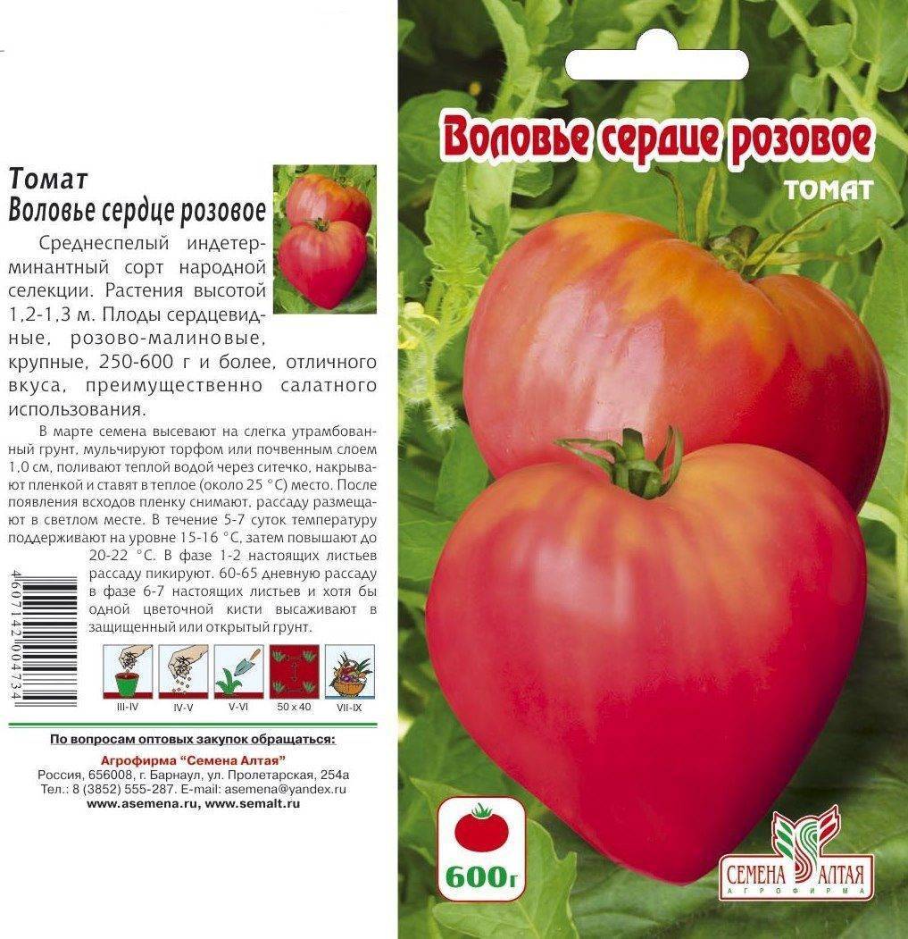Вкусный, сочный и ароматный гигант на грядке — томат «воловье сердце»