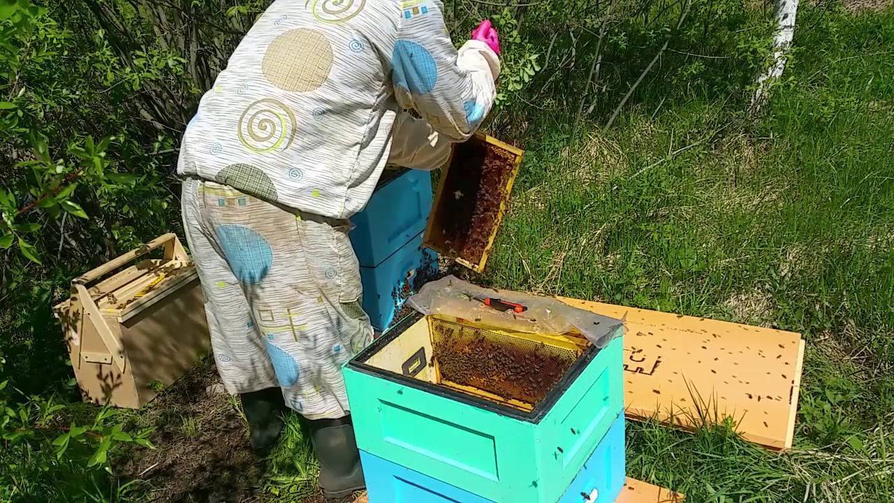 Канадское пчеловодство - история, методы ведения