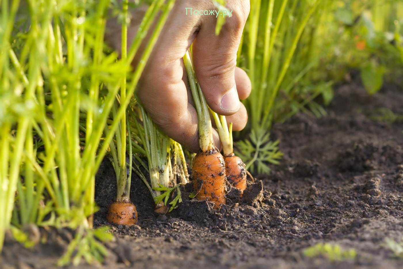 Где и как сажать морковь семенами в открытый грунт? морковь: посадка и уход в открытом грунте