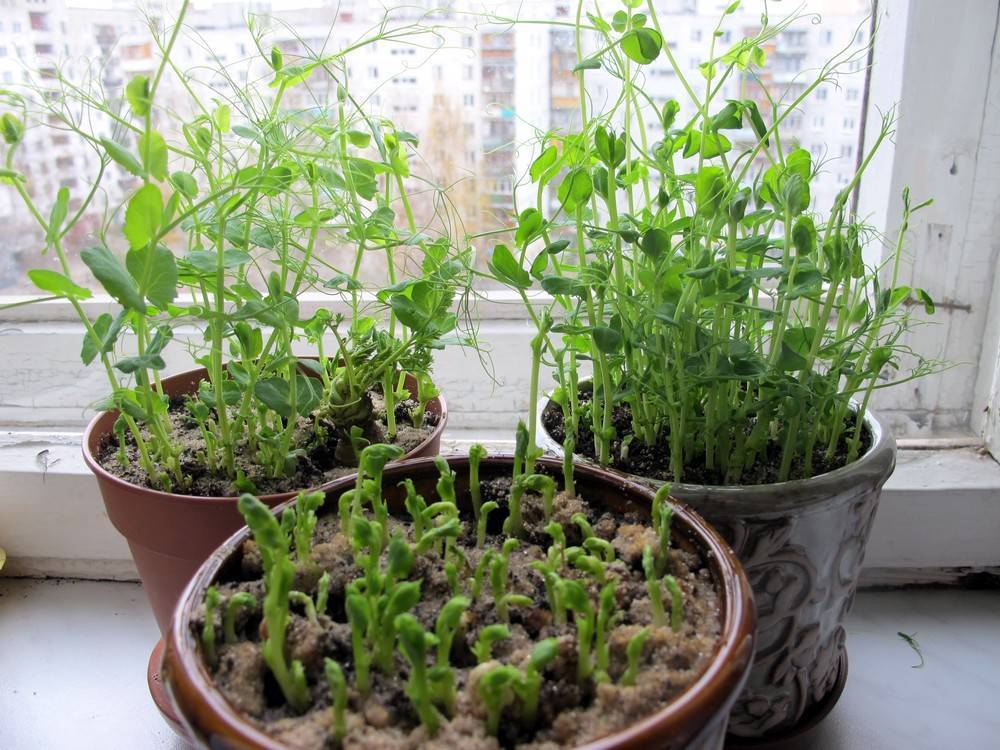 Как вырастить пряные травы на балконе или подоконнике