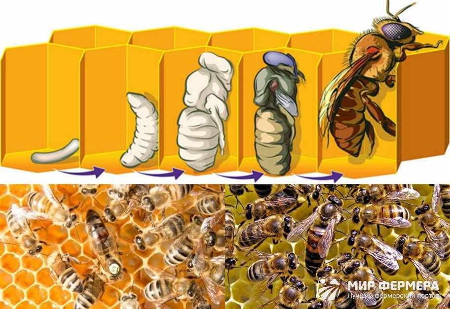 Весенняя подкормка пчел, чем и как подкармливать