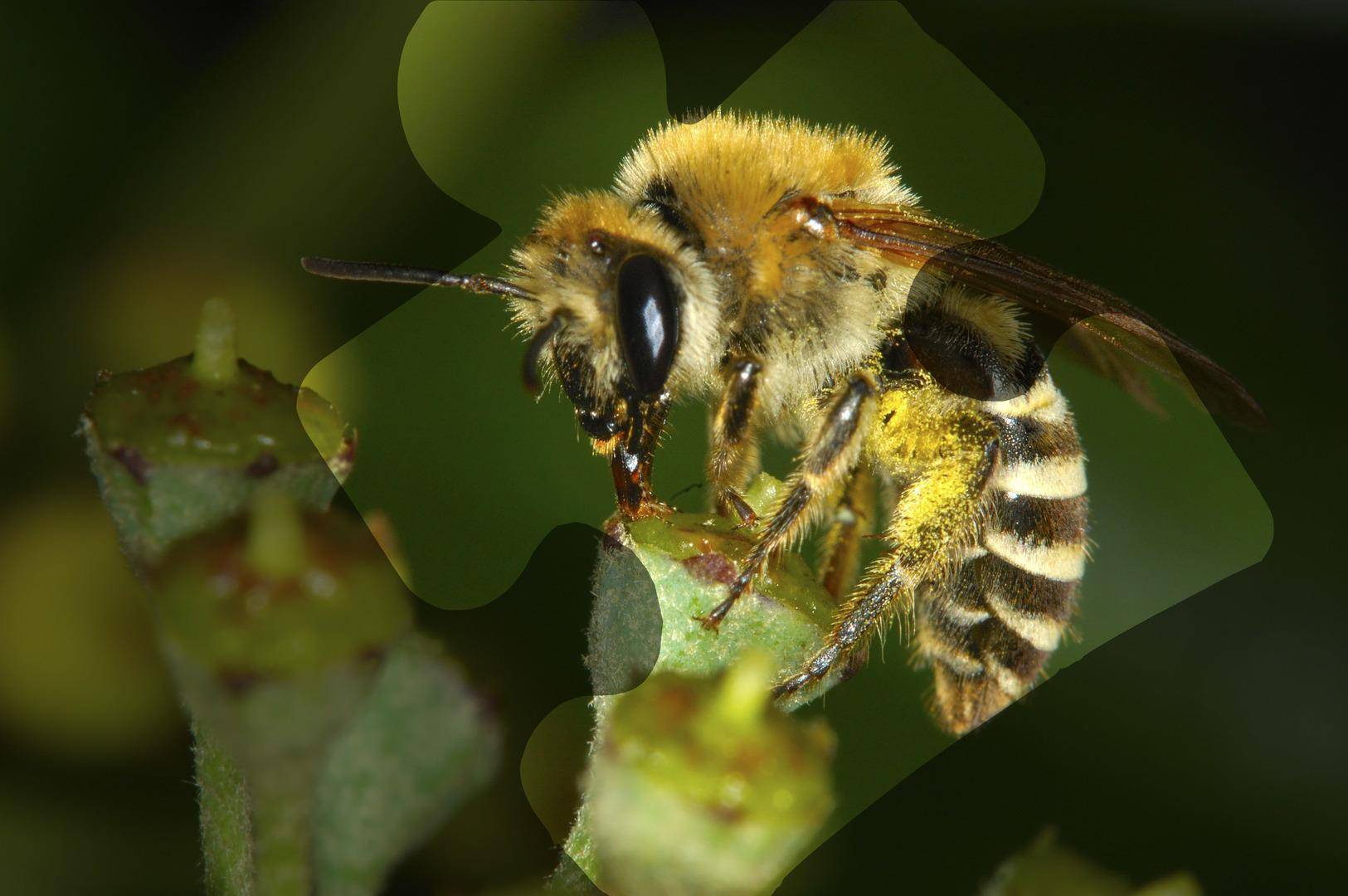 Пчела уоллеса считалась вымершей, но в 2021 ученые нашли этих пчел-убийц