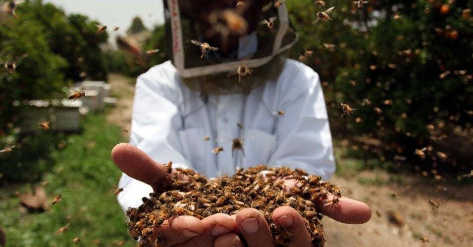 О предотвращении отравления медоносных пчел пестицидами и агрохимикатами — новости — пресс-центр — главная — официальный сайт администрации шалинского городского округа