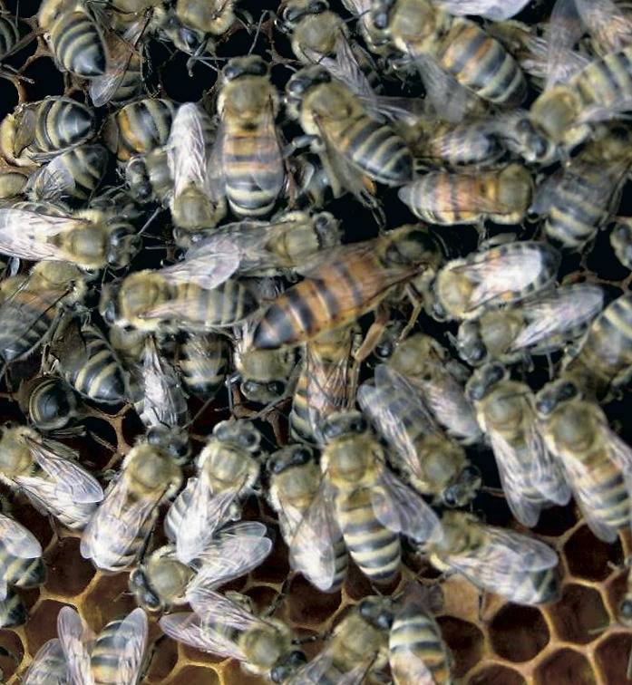 Читать книгу полный справочник пчеловода тамары руцкой : онлайн чтение - страница 17