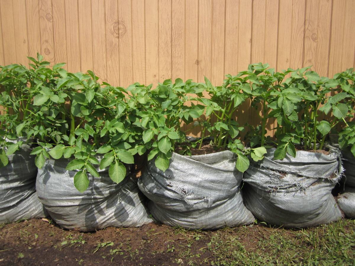Посадка и выращивание картофеля в мешках: технология пошагово