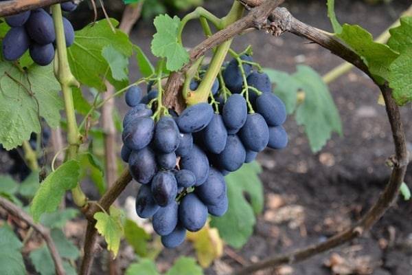 Виноград паломино (каталон зимний): что нужно знать о нем, описание сорта, отзывы