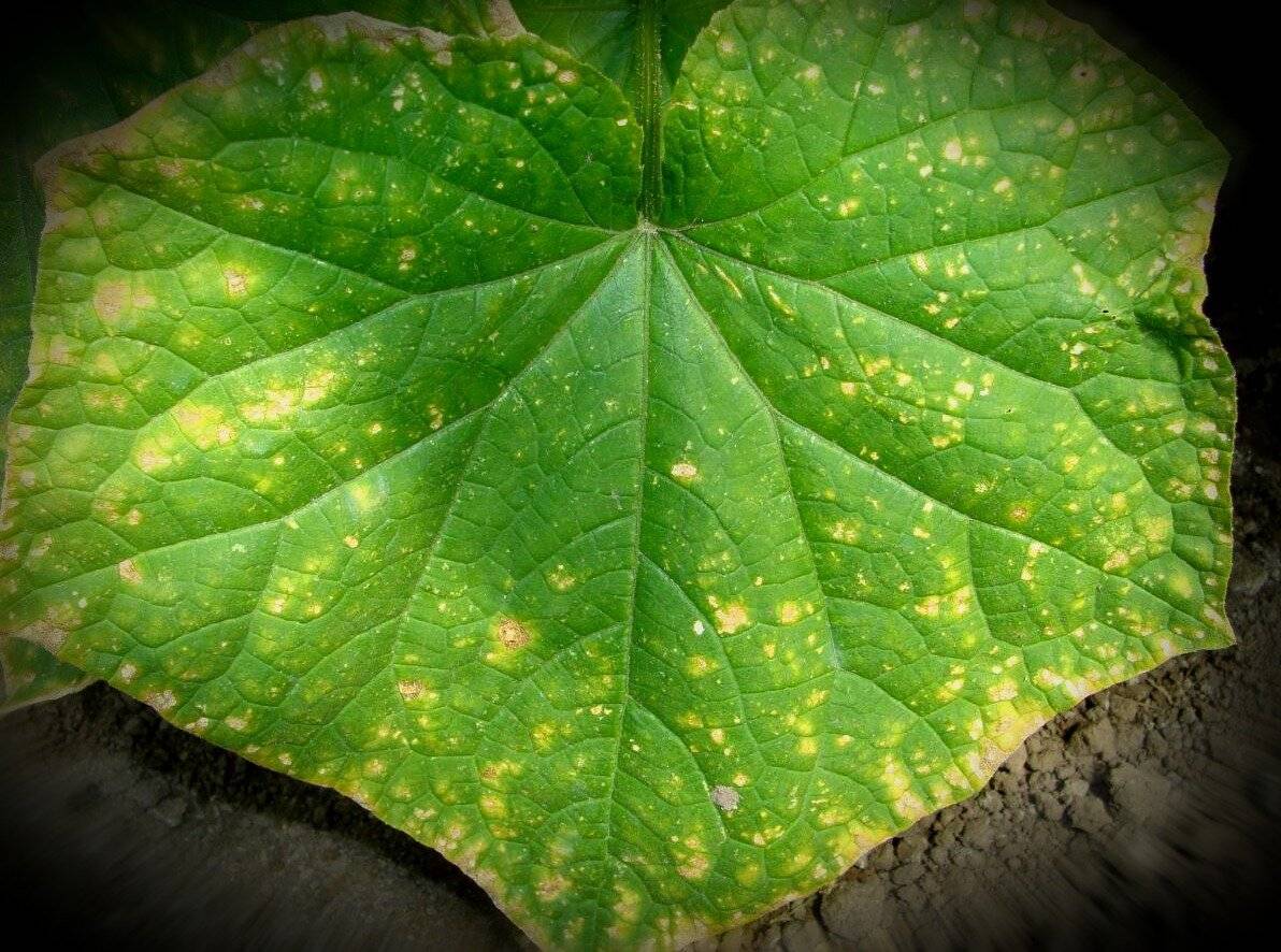Почему белеют листья у огурцов: причины, лечение, профилактика