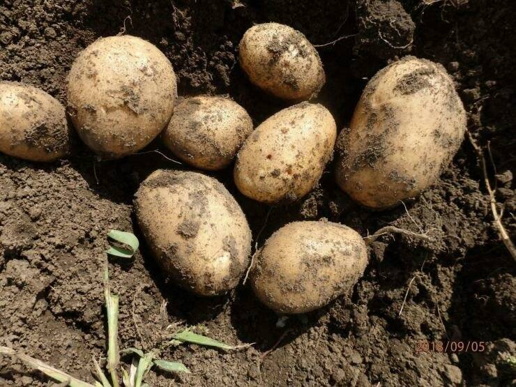 Описание и характеристики сорта картофеля тулеевский, выращивание и уход