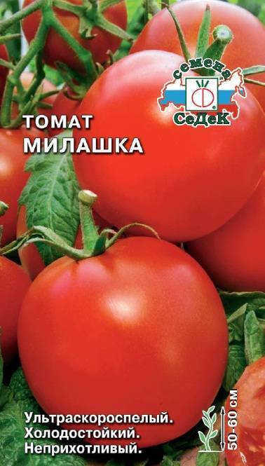 Комнатные помидоры — лучшие сорта, правила посадки и особенности ухода